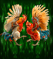 SABUNG AYAM